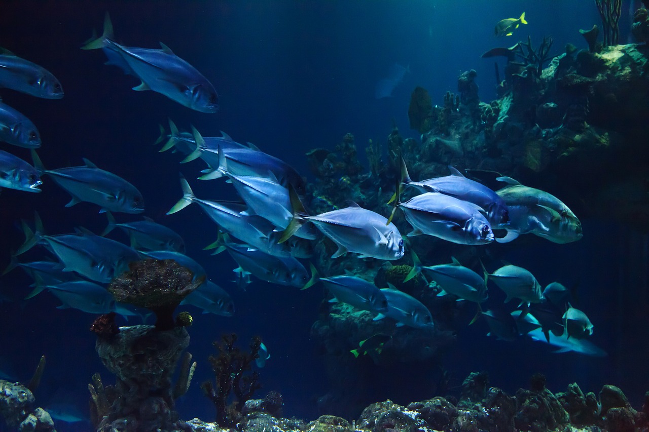 Quels sont les poissons d’eau de mer à élever en aquarium ?